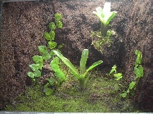 new viv