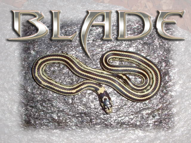 My New Cal. King Snake