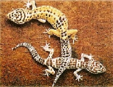 what morph?