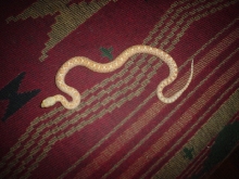 Amelanisitc Sonoran