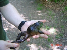 Male Bullfrog