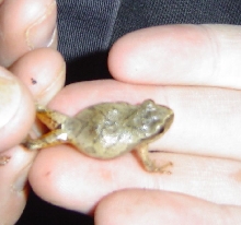 Wild Northern spring peeper