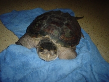 Female common snapper