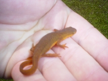 Late stage red eft