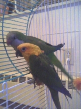 Conure species?