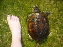 Size comparison