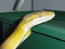 GtanMale2
