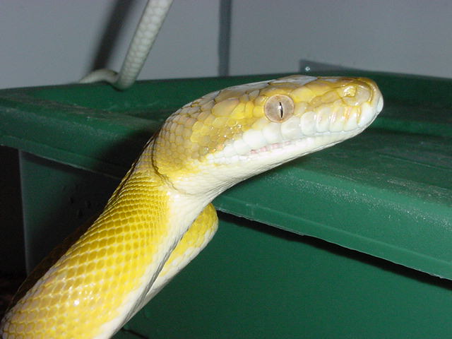 GtanMale2