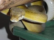 GtanMale
