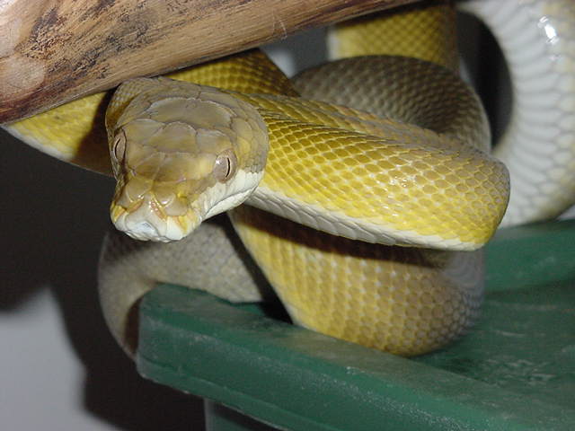 GtanMale