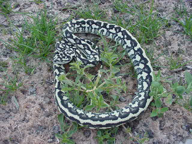 female B&W jungle outside