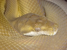 Gtan06