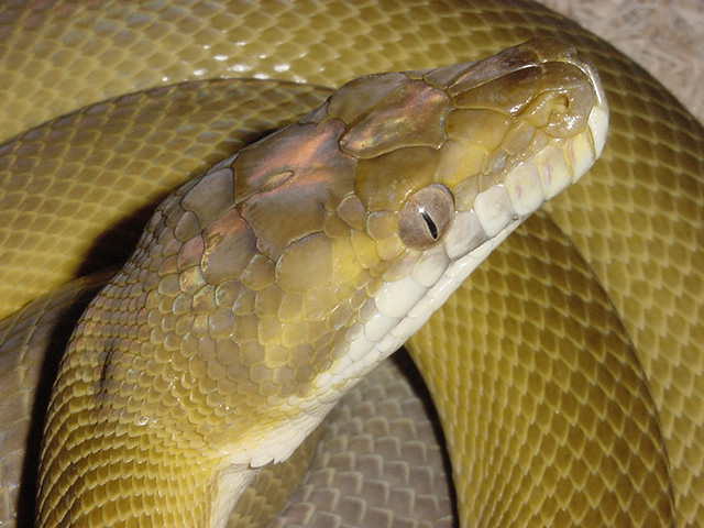 CB gold tan headshot