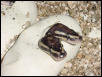 twin ball hatching