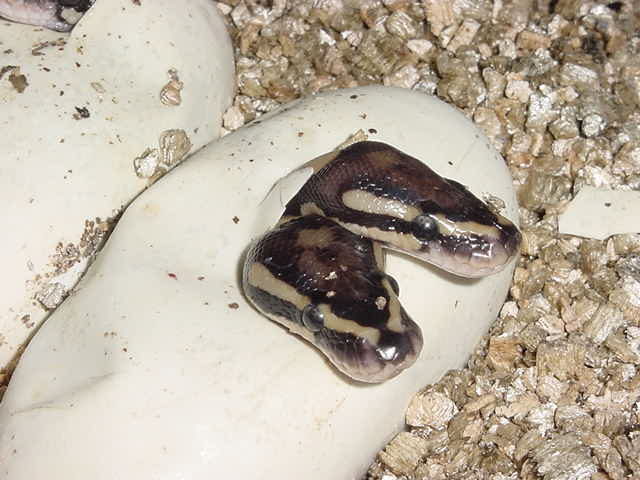 twin ball hatching