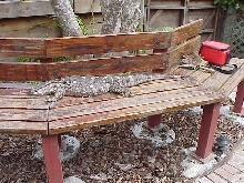 Albert on the Bench