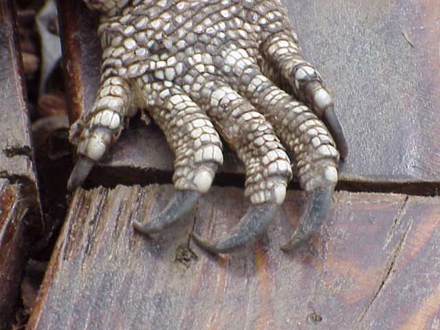 claw