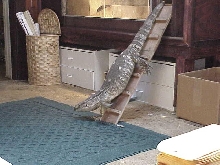 Ladder Escape
