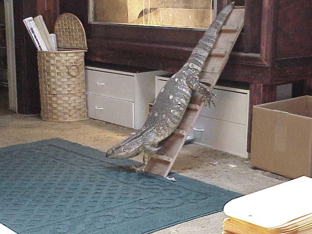 Ladder Escape