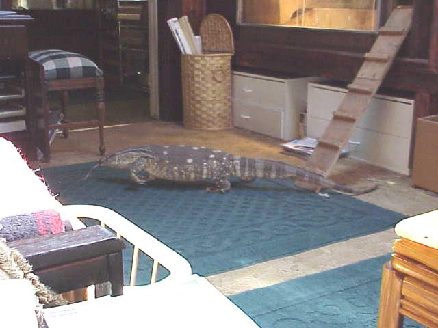 Albert on the Floor