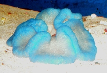 Saltwater - Austin Aquariums