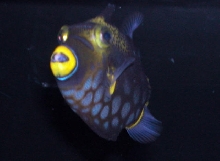 Saltwater Photos