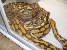 Tigers Breeding