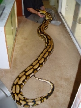 Female Tiger