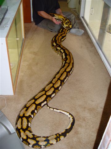 Female Tiger