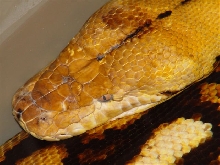 Female Tiger in shed