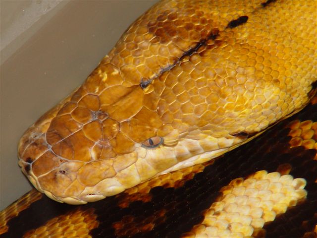 Female Tiger in shed