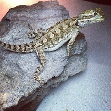 3 month old female