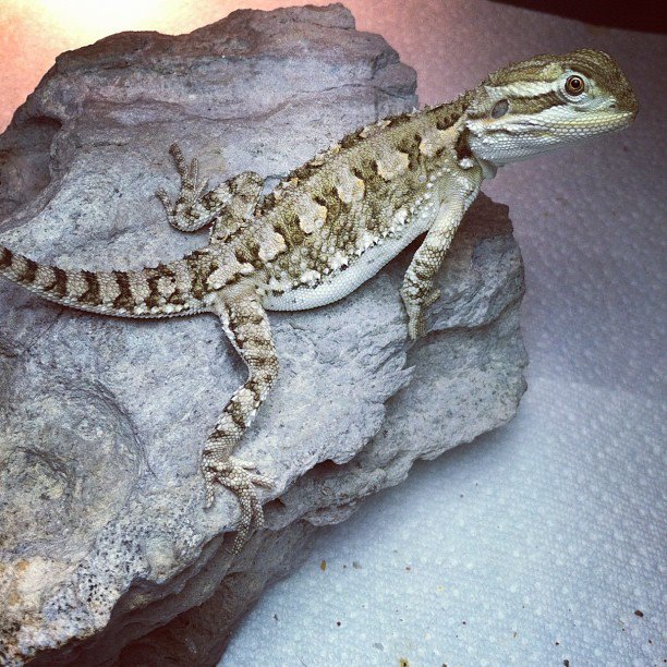 3 month old female