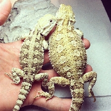 3.5 month old Rankins and Gravid female