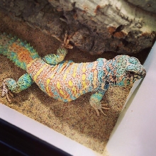 Ornate Uromastyx Male
