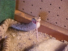 Desert Sidewinder