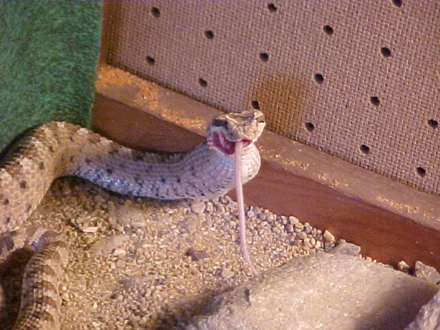 Desert Sidewinder
