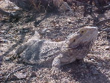 Big Old Male
