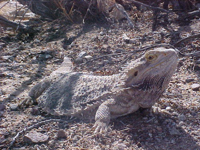 Big Old Male