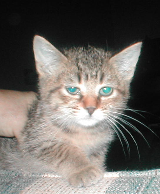 Pixiebob female kitten