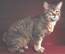 Pixiepaw Nahaeta of MoJo's Cathouse