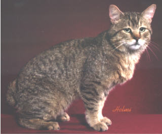 Pixiepaw Nahaeta of MoJo's Cathouse