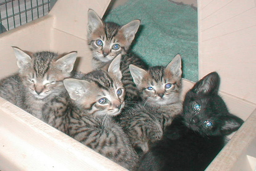 Pixiebob pile!