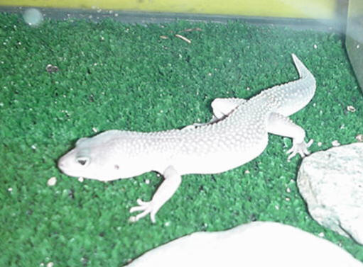 blizzard lizard