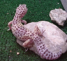 female leo2
