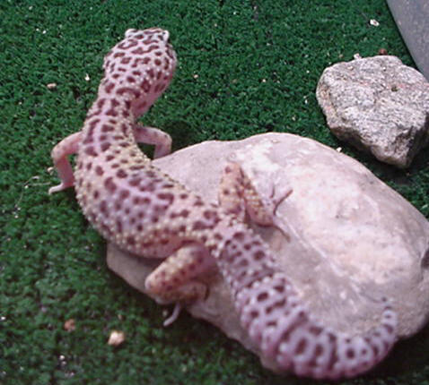 female leo2