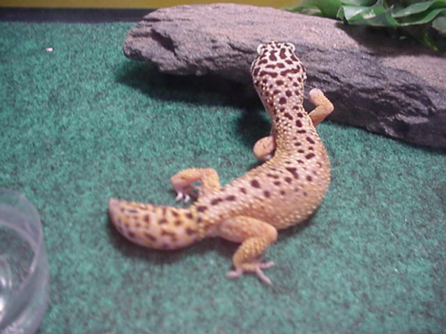 gravid female