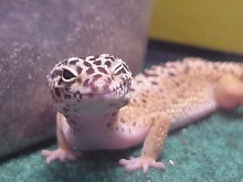 winking leo