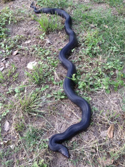 Black Pine 6/2