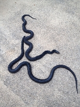 Black snakes